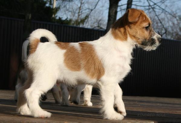 Kindred Soul Estray From Future | Jack Russell Terrier 