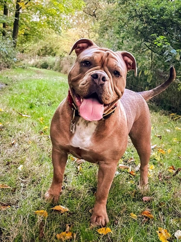 House of Monsters Lily Skye | Olde English Bulldogge 