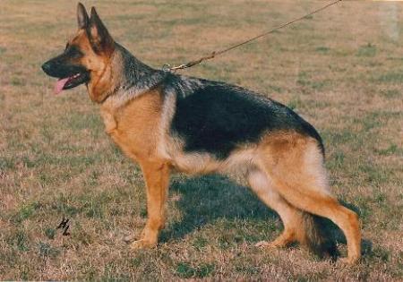 Pia vom Drei Birkenzwinger | German Shepherd Dog 