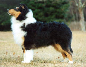 Sealore's Designer In Black | Rough Collie 