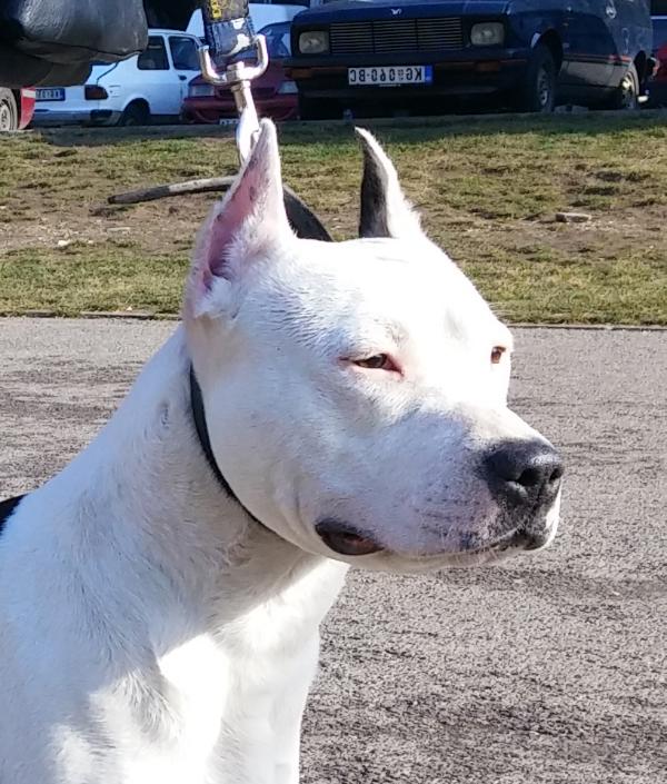 Vega Shining Field | American Staffordshire Terrier 