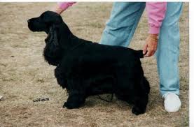 Canigou Cambrai | English Cocker Spaniel 