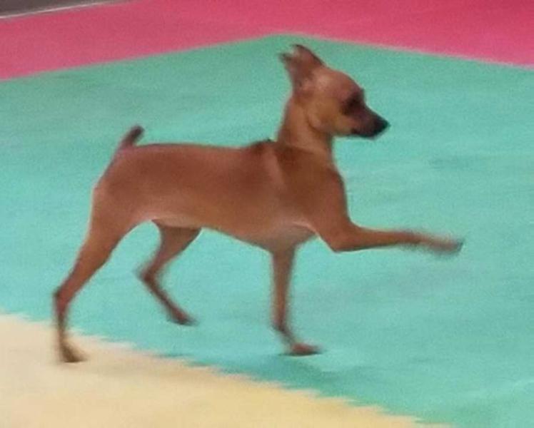 Belva' Oisin Winds Of Change | Miniature Pinscher 
