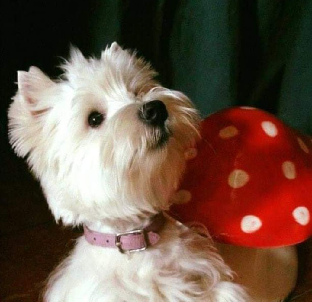 Georgia P'Yari Sarna | West Highland White Terrier 