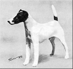 Hampole Tinkler | Smooth Fox Terrier 