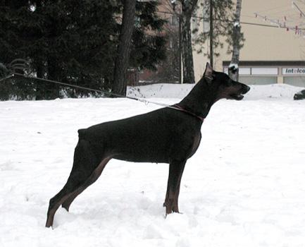 Cheremuha iz Zoosfery | Black Doberman Pinscher