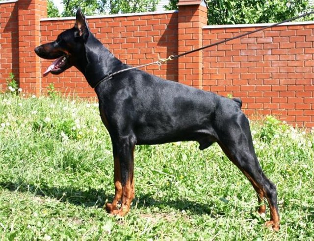 Ziger Zilah de Bella y Feliz Estrella | Black Doberman Pinscher