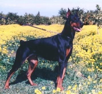 Vicky de Covalta | Black Doberman Pinscher