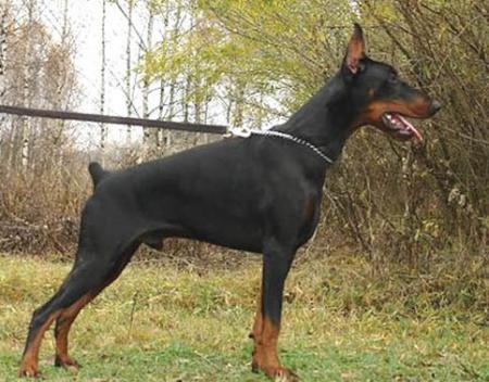 Modus Ost Black Bumer | Black Doberman Pinscher