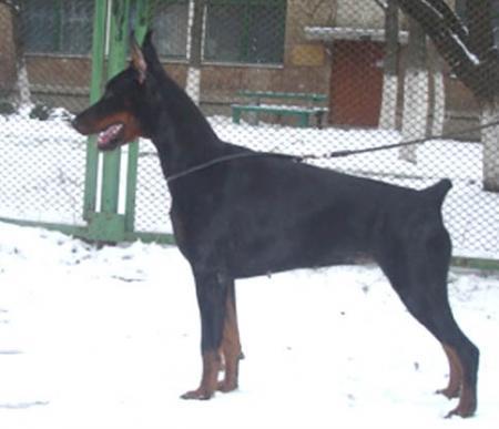 Modus Ost Bell Brunhilda | Black Doberman Pinscher
