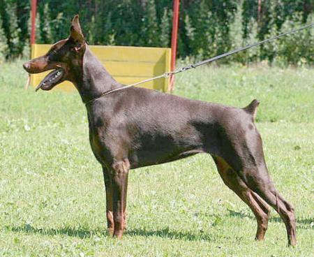 Modus Ost Blaze Butterfly | Brown Doberman Pinscher