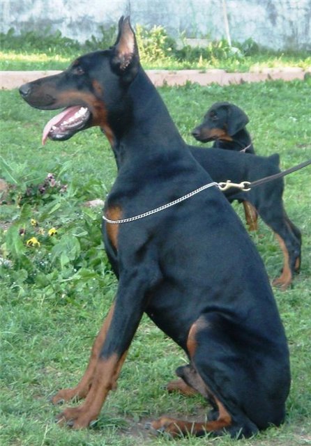 Zolton de Bella y Feliz Estrella | Black Doberman Pinscher