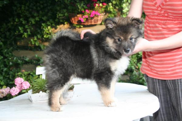 Annukka | Finnish Lapphund 