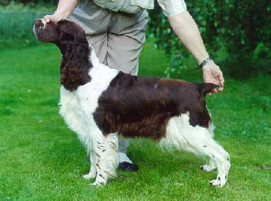 Sweetie-pie Uptown Girl | English Springer Spaniel 