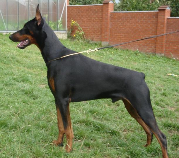 Zeke Zandros de Bella y Feliz Estrella | Black Doberman Pinscher