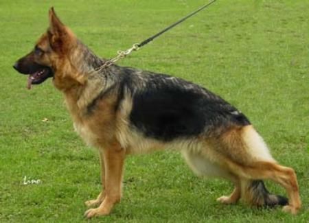 Zarina vom Buddenbrook | German Shepherd Dog 