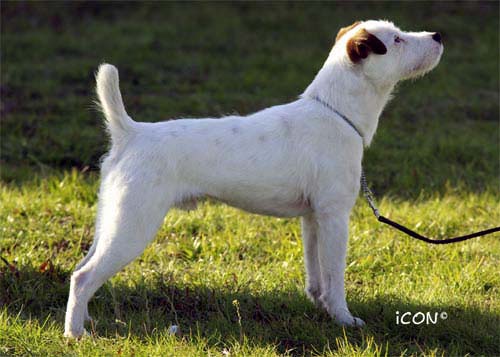 Oliver Twist of Thimble Farm | Jack Russell Terrier 