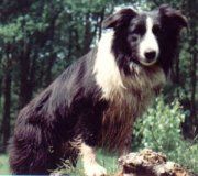 Corinlea Frankie Goes To Tomozine | Border Collie 