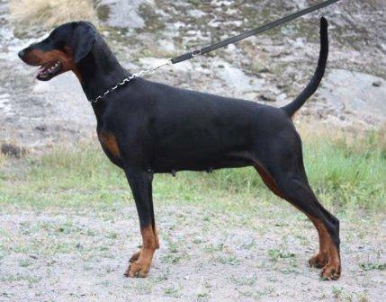 Dascha v. Havelland | Black Doberman Pinscher