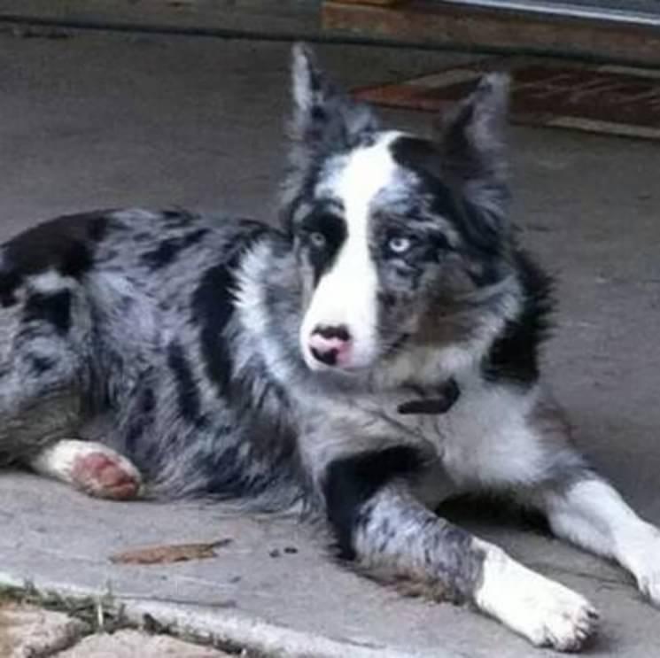 Gypsey Soul | Border Collie 