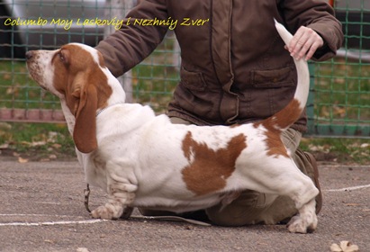 Columbo Moy laskoviy i nezhniy zver' | Basset Hound 