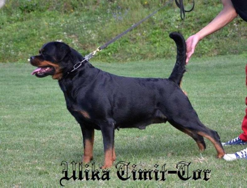 Ulika Timit-Tor | Rottweiler 