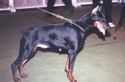 Torxa de Covalta | Black Doberman Pinscher