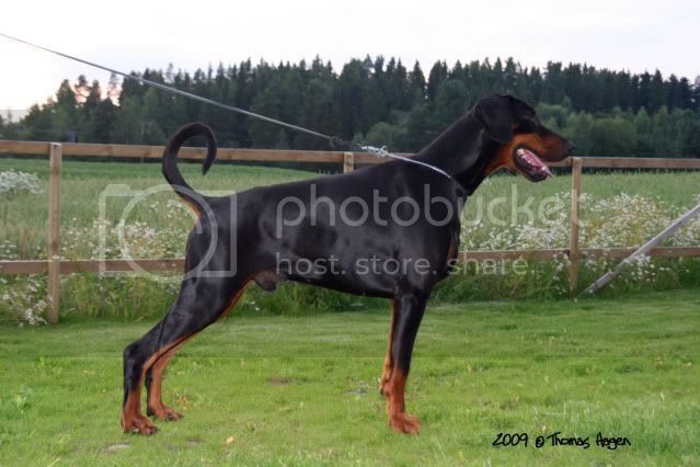 Lord Litro v. Silverkrohn | Black Doberman Pinscher