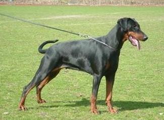 Armee v. Schwarzen Wächter | Black Doberman Pinscher