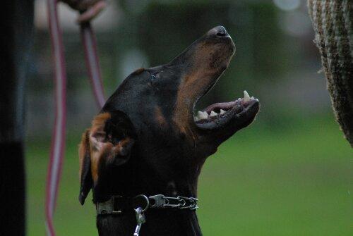 Beretta v. Schwarzen Wächter | Black Doberman Pinscher