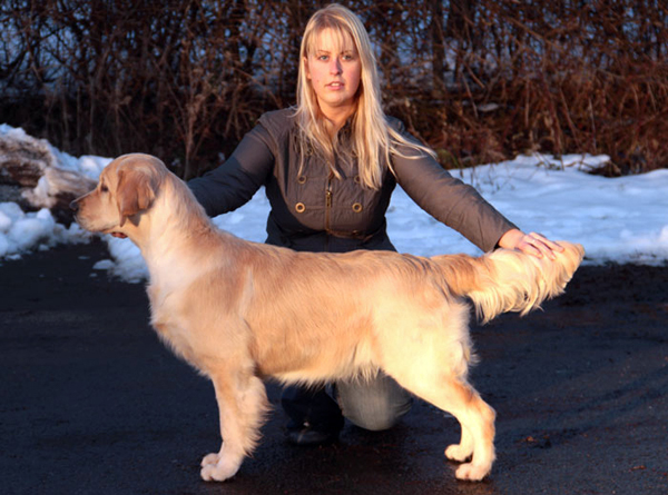 Linirgor Braidwynn Je'Taime JW | Golden Retriever 