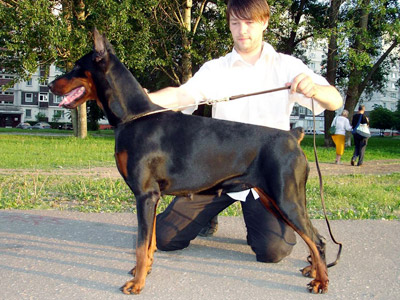 Beatriche Vivat Golden Queen | Black Doberman Pinscher