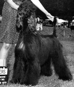 Scarabet Bix B | Afghan Hound 