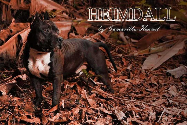 Amstaff Camarilha Heimdall o Guardião | American Staffordshire Terrier 
