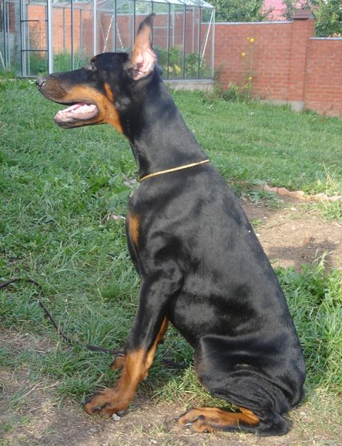 Kaballiero de Bella y Feliz Estrella | Black Doberman Pinscher