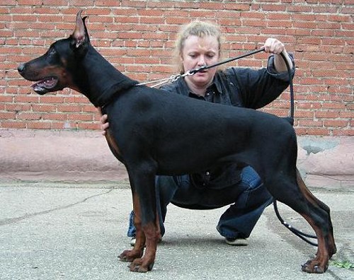 Jan-Jak de Bella y Feliz Estrella | Black Doberman Pinscher