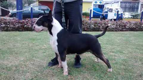 Ukusa Blackguard | Bull Terrier 