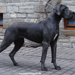 Nirvana Vom Hause Wagner | Great Dane 