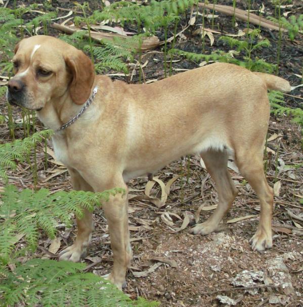 Miuda de São Romão | Portuguese Pointer 