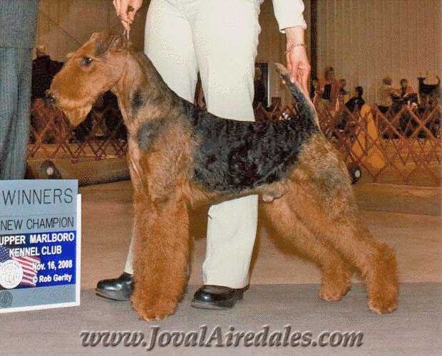 Joval Hatsukoi Of Love | Airedale Terrier 