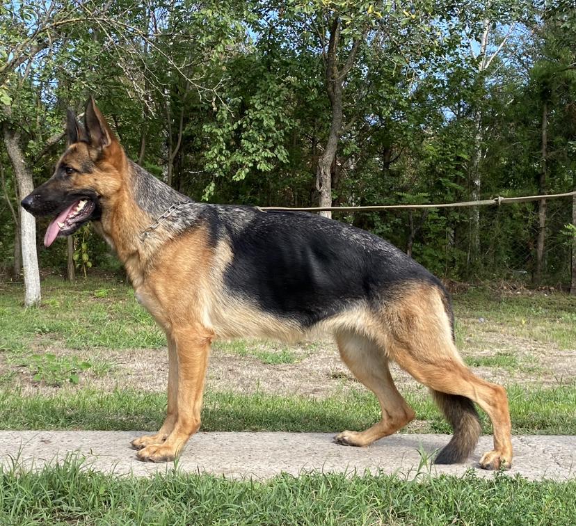 Paris Team Sieger Dorf | German Shepherd Dog 