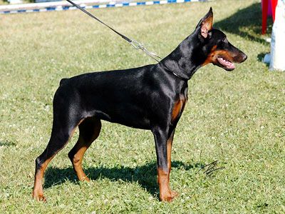 Jriza de Bella y Feliz  Estrella | Black Doberman Pinscher