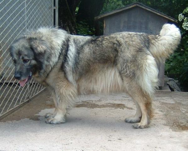 Bona 703191 | Yugoslavian Shepherd Dog-Sarplaninac 
