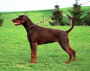 Paloma v. Residenzschloss | Brown Doberman Pinscher