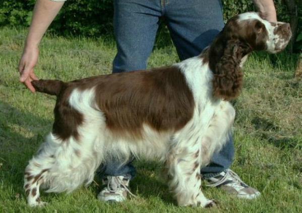 Roqfolly Pinball Wizard | English Springer Spaniel 