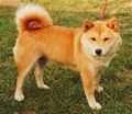 Pavlik's Taketoyo | Shiba Inu 