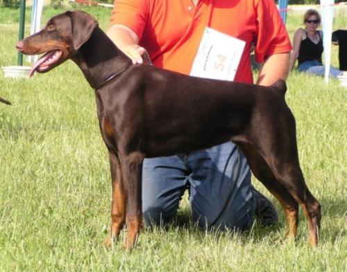 Quitanea v. Residenzschloss | Brown Doberman Pinscher