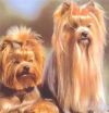 Turyanne Always Love Hobie | Yorkshire Terrier 