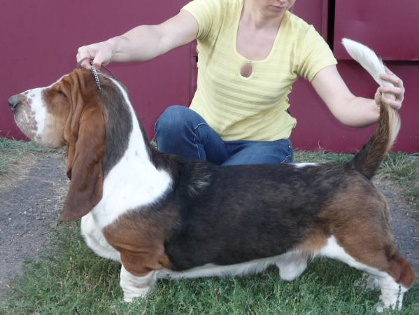 Buffobass Edzhin Golden Amylet | Basset Hound 