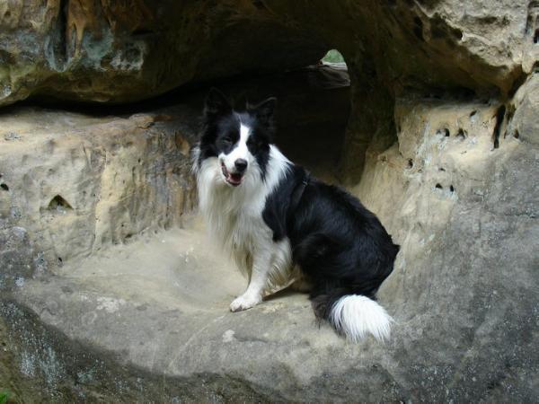 Carry Ball Hardy Horde | Border Collie 